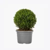 product-image-4_optimized Piluso Zoe G.