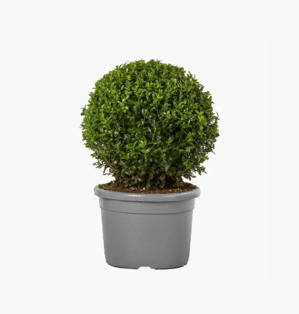 product-image-4_optimized Piluso Zoe G.