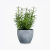 product-image-5_optimized Piluso Zoe G.