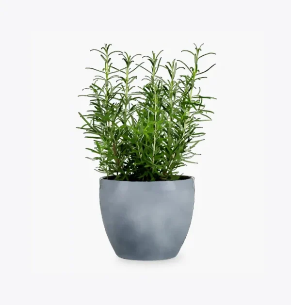 product-image-5_optimized Piluso Zoe G.