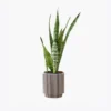 product-image-6_optimized Piluso Zoe G.
