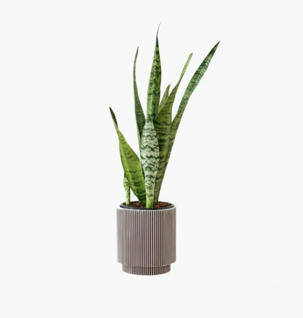 product-image-6_optimized Piluso Zoe G.
